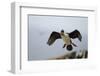 King Cormorant-Joe McDonald-Framed Photographic Print