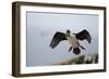 King Cormorant-Joe McDonald-Framed Photographic Print