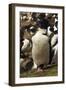 King Cormorant-Joe McDonald-Framed Photographic Print