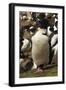 King Cormorant-Joe McDonald-Framed Photographic Print