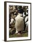 King Cormorant-Joe McDonald-Framed Photographic Print