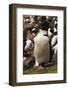 King Cormorant-Joe McDonald-Framed Photographic Print