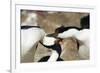 King Cormorant-Joe McDonald-Framed Photographic Print