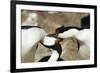 King Cormorant-Joe McDonald-Framed Photographic Print