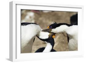 King Cormorant-Joe McDonald-Framed Photographic Print