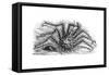 King Crab or Stone Crab Lithodes Ferox 1898-Chris Hellier-Framed Stretched Canvas