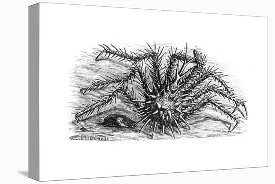 King Crab or Stone Crab Lithodes Ferox 1898-Chris Hellier-Stretched Canvas