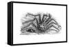 King Crab or Stone Crab Lithodes Ferox 1898-Chris Hellier-Framed Stretched Canvas