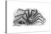 King Crab or Stone Crab Lithodes Ferox 1898-Chris Hellier-Stretched Canvas