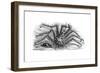 King Crab or Stone Crab Lithodes Ferox 1898-Chris Hellier-Framed Giclee Print