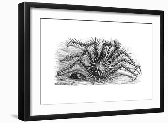 King Crab or Stone Crab Lithodes Ferox 1898-Chris Hellier-Framed Giclee Print