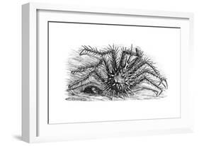 King Crab or Stone Crab Lithodes Ferox 1898-Chris Hellier-Framed Giclee Print