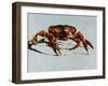 King Crab-Sydney Edmunds-Framed Giclee Print