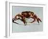 King Crab-Sydney Edmunds-Framed Giclee Print