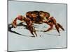 King Crab-Sydney Edmunds-Mounted Giclee Print