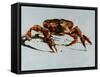 King Crab-Sydney Edmunds-Framed Stretched Canvas