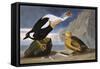 King Duck-John James Audubon-Framed Stretched Canvas