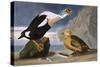 King Duck-John James Audubon-Stretched Canvas