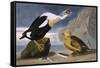 King Duck-John James Audubon-Framed Stretched Canvas