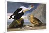 King Duck-John James Audubon-Framed Art Print