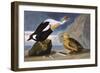 King Duck-John James Audubon-Framed Art Print