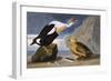 King Duck-John James Audubon-Framed Art Print