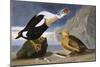 King Duck-John James Audubon-Mounted Art Print