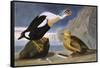 King Duck-John James Audubon-Framed Stretched Canvas