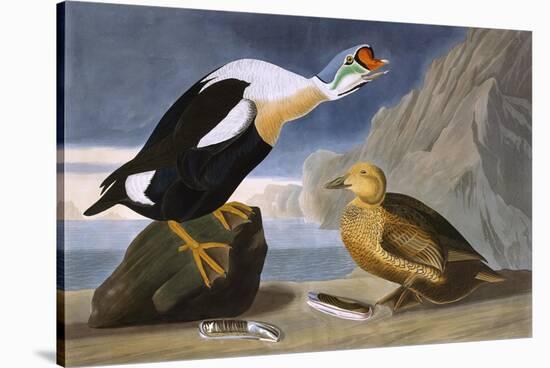 King Duck-John James Audubon-Stretched Canvas