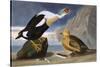 King Duck-John James Audubon-Stretched Canvas