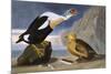 King Duck-John James Audubon-Mounted Art Print