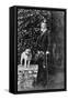 King Edward VII in Scottish Costume-null-Framed Stretched Canvas