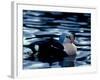 King Eider Duck, Beaufort Lagoon, Alaska, USA-Art Wolfe-Framed Photographic Print