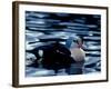 King Eider Duck, Beaufort Lagoon, Alaska, USA-Art Wolfe-Framed Photographic Print