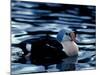 King Eider Duck, Beaufort Lagoon, Alaska, USA-Art Wolfe-Mounted Photographic Print