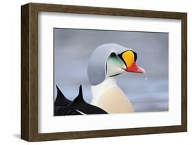 King Eider Duck (Somateria Spectabilis) Male, Batsfjord Village Harbour, Varanger Peninsula, Norway-Staffan Widstrand-Framed Photographic Print