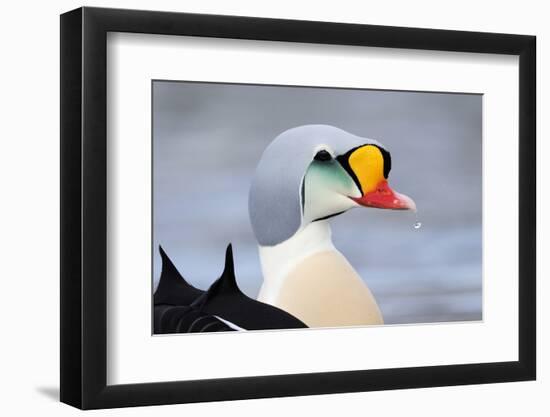 King Eider Duck (Somateria Spectabilis) Male, Batsfjord Village Harbour, Varanger Peninsula, Norway-Staffan Widstrand-Framed Photographic Print