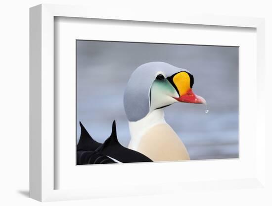 King Eider Duck (Somateria Spectabilis) Male, Batsfjord Village Harbour, Varanger Peninsula, Norway-Staffan Widstrand-Framed Photographic Print