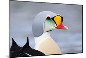 King Eider Duck (Somateria Spectabilis) Male, Batsfjord Village Harbour, Varanger Peninsula, Norway-Staffan Widstrand-Mounted Photographic Print