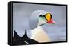 King Eider Duck (Somateria Spectabilis) Male, Batsfjord Village Harbour, Varanger Peninsula, Norway-Staffan Widstrand-Framed Stretched Canvas