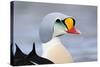 King Eider Duck (Somateria Spectabilis) Male, Batsfjord Village Harbour, Varanger Peninsula, Norway-Staffan Widstrand-Stretched Canvas