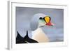 King Eider Duck (Somateria Spectabilis) Male, Batsfjord Village Harbour, Varanger Peninsula, Norway-Staffan Widstrand-Framed Photographic Print