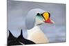 King Eider Duck (Somateria Spectabilis) Male, Batsfjord Village Harbour, Varanger Peninsula, Norway-Staffan Widstrand-Mounted Photographic Print