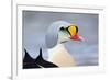 King Eider Duck (Somateria Spectabilis) Male, Batsfjord Village Harbour, Varanger Peninsula, Norway-Staffan Widstrand-Framed Photographic Print