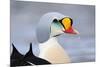 King Eider Duck (Somateria Spectabilis) Male, Batsfjord Village Harbour, Varanger Peninsula, Norway-Staffan Widstrand-Mounted Photographic Print