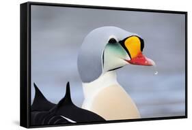 King Eider Duck (Somateria Spectabilis) Male, Batsfjord Village Harbour, Varanger Peninsula, Norway-Staffan Widstrand-Framed Stretched Canvas