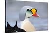 King Eider Duck (Somateria Spectabilis) Male, Batsfjord Village Harbour, Varanger Peninsula, Norway-Staffan Widstrand-Stretched Canvas