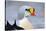 King Eider Duck (Somateria Spectabilis) Male, Batsfjord Village Harbour, Varanger Peninsula, Norway-Staffan Widstrand-Stretched Canvas