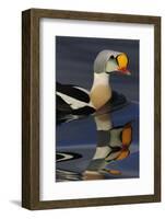 King Eider Duck (Somateria Spectabilis) Male, Batsfjord Village Harbour, Varanger Peninsula, Norway-Staffan Widstrand-Framed Photographic Print