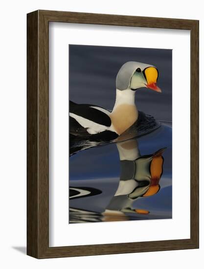 King Eider Duck (Somateria Spectabilis) Male, Batsfjord Village Harbour, Varanger Peninsula, Norway-Staffan Widstrand-Framed Photographic Print